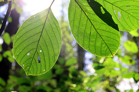 A 木材背景上的木布的纹理异国森林阳光植物学阴影叶子花园光合作用绿色桦木图片