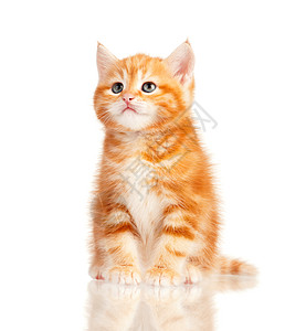 红小猫食肉动物胡须姿势橙子宠物毛皮婴儿家庭虎斑图片