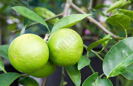 波梅洛水果橙子健康绿色食物市场热带柠檬柚子图片