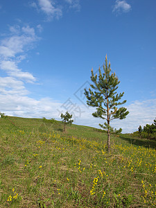 夏季有松树的风景森林空气荒野场地丘陵天空蓝色绿色季节黄色图片