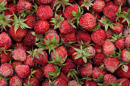 草莓收获野餐保健饮食食物水果植物果汁小吃花园图片