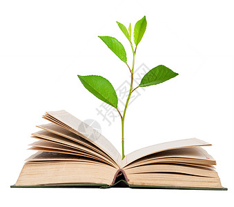绿芽从开放书本中生长白色教育精装智慧知识生态环境植物绿色发芽图片