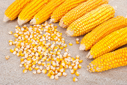 玉米的耳朵被撕裂在布隆普的背景上棒子盘子金子收成季节性蔬菜黄色核心粮食食物图片