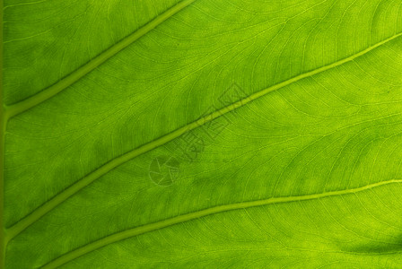 海芋叶热带植物叶子耳朵多肉植物丛林芋头静脉草本植物绿色图片