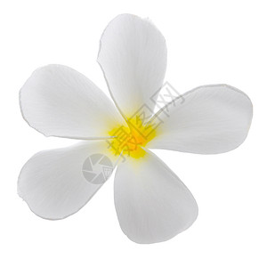 弗朗吉帕尼花朵热带黄色气候植物鸡蛋花白色背景图片