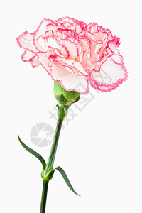 白色和粉红色康乃馨的近身图片