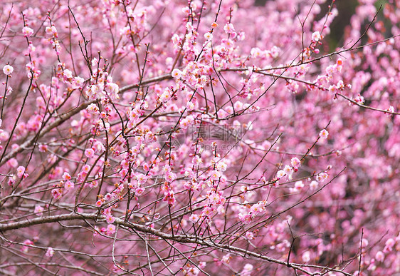 梅花花植物乡村花瓣花期园艺季节李子植物群美丽粉色图片