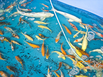 科伊鱼热带野生动物团体爱好锦鲤文化池塘橙子游泳鲤鱼图片