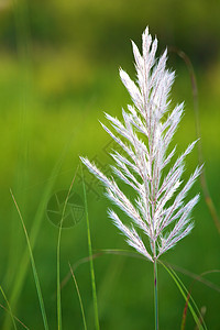 白草花白色天空背景图片