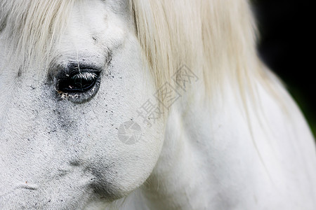白马的详情白色眼睛哺乳动物黄色农场艺术荒野动物睫毛灰色图片