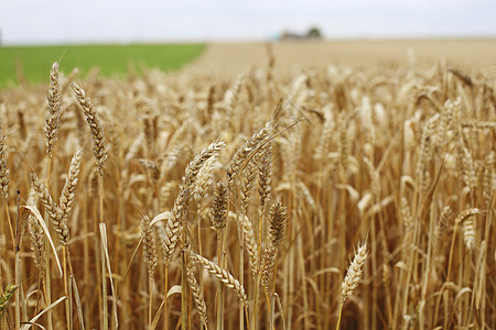 田地上小麦特写粮食面包谷物食物种子季节天空生产大麦农场图片