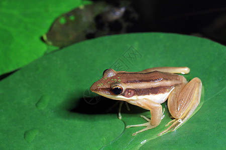 拉纳红血病热带生态森林动物荷叶绿色苔藓雨林池塘微笑图片