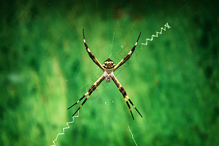 银箭毒液漏洞蜘蛛网络蜘蛛网动物捕食者昆虫绿色荒野图片