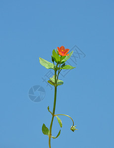 红皮条植物群荒野仙女菝葜蓝色红色植物橙子天空草本植物图片