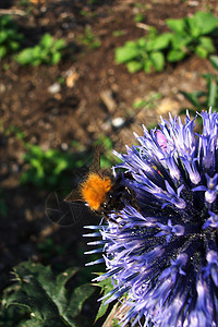 蓝花上的大黄蜂植物漏洞蓝色花园背景图片