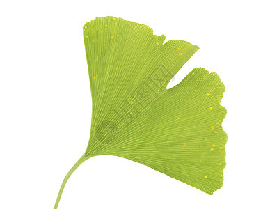 银洞叶子绿色草药植物宏观草本植物单株背景图片