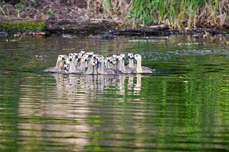 加拿大鹅一群加拿大小溪人水禽鸟类婴儿家庭羽毛荒野野生动物翅膀阳光动物群背景