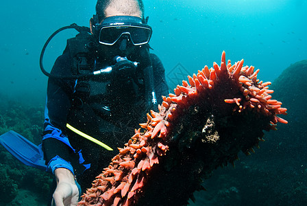 持有海参的Scuba潜水员蓝色指导触手教学动物娱乐潜水热带环境探索图片