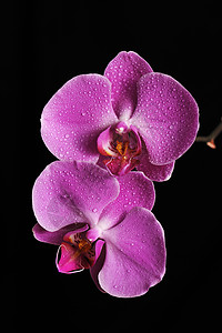 粉红兰花植物花瓣热带紫色雨滴黑色宏观粉色背景图片