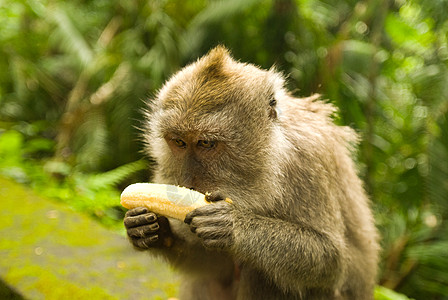 带香蕉的山地猴子水果森林好奇心孩子丛林家庭荒野猕猴意图食物图片