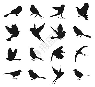 黑色轮廓鸟的轮廓2插画