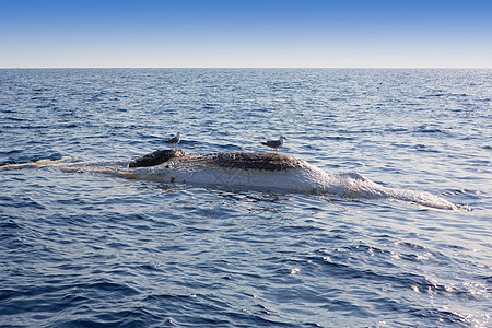 死鲸倒下漂浮在海洋中蓝色动物地平线海岸上行巡航荒野天气液体野生动物图片