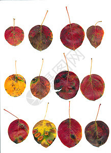 秋秋花色的梨树叶 白上隔绝红色植物树叶叶子季节性绿色公园橙子植物群环境图片