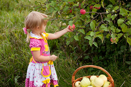 2 5年的小女孩摘苹果食物孩子金发女郎房子婴儿篮子女性裙子收集童年图片