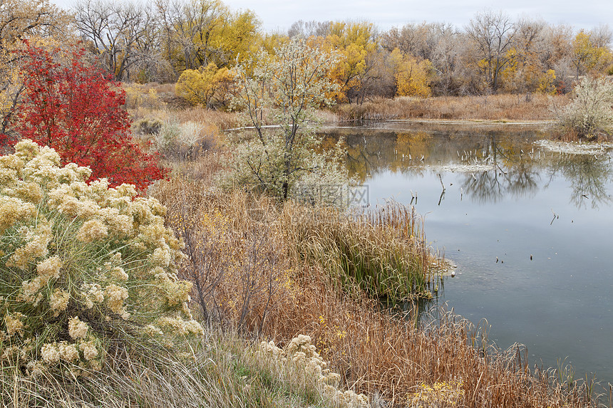 钻入自然区域砂石黄色湿地池塘反射兔毛刷香蒲沼泽红色绿色图片