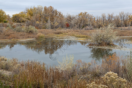 钻入自然区域湿地棕色香蒲砂石沼泽池塘反射兔子图片