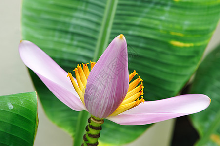 粉粉香蕉花花瓣绿色粉色叶子紫色热带宏观植物图片