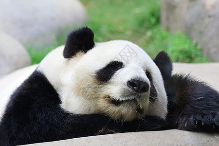 睡觉熊猫旅游热带公园荒野动物园树木危害旅行游客野生动物图片