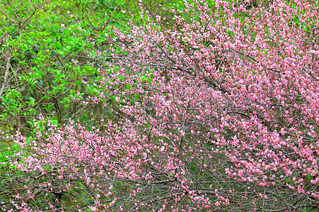 梅花花美丽李子植物季节花期植物群衬套乡村花朵园艺图片