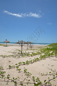 海滩沙滩热带地平线花朵太阳明信片海浪假期全景海洋花园背景图片