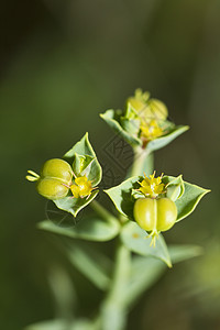 卵野生动物绿色植物群荒野老板植物黄色野花图片