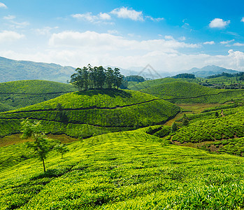 茶叶种植园衬套农场灌木丛场地城市天空茶园植物树叶山脉图片