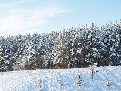 冬季风景针叶树地形孤独荒野松树气候天空蓝色阳光季节图片