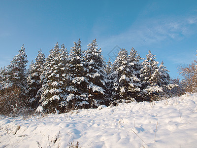 冬季森林风景孤独针叶针叶树荒野地形天空阳光气候季节图片