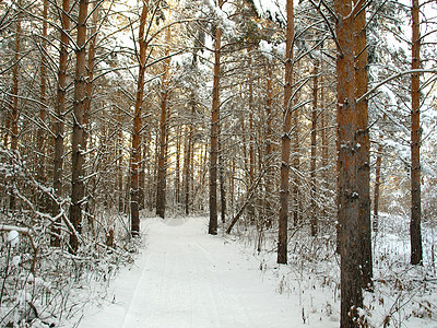 冬季森林针叶松树风景针叶树季节场景天空蓝色阳光荒野图片