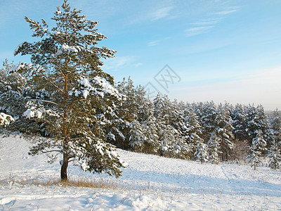 冬季风景针叶孤独地形季节松树森林阳光气候针叶树天空图片