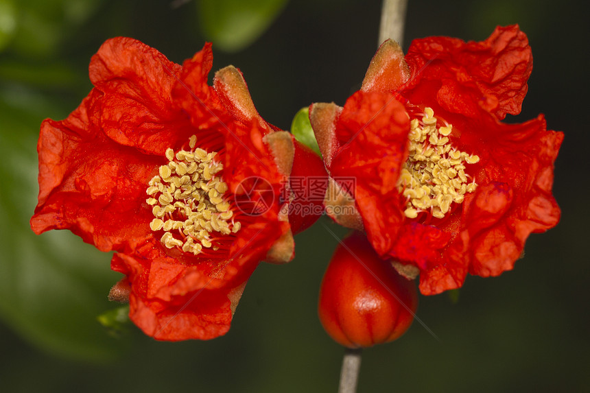 美丽的红石榴花叶子红色水果绿色花朵石榴花园异国情调收成图片