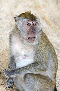 猴子猴生物荒野哺乳动物森林脊椎动物丛林热带野生动物动物灵长类图片