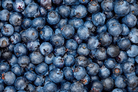 蓝莓食物蓝色森林水果篮子饮食市场营养图片