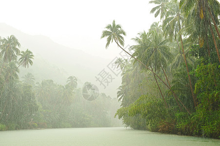 河流上方热带雨环境树木气候雨林热带植物叶子溪流风景森林图片