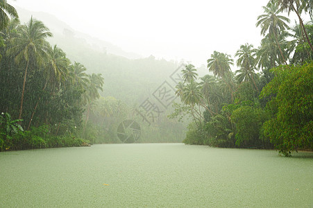 河流上方热带雨溪流植物树木叶子风景环境气候场景森林绿色图片