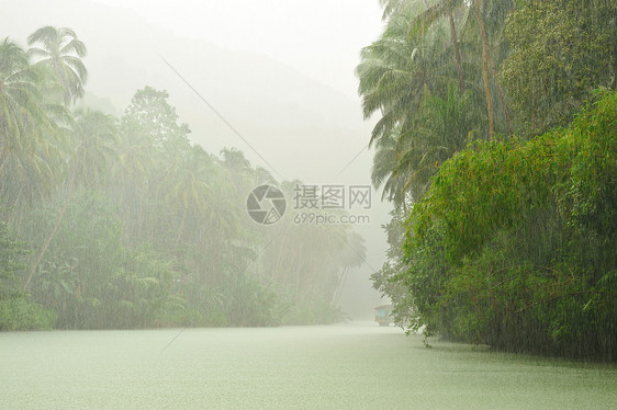 河流上方热带雨树木场景环境植物雨林溪流叶子风景热带绿色图片
