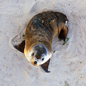 澳大利亚青年海狮养护公园图片