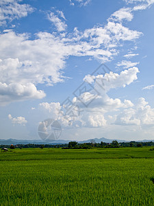 蓝天空的稻田图片