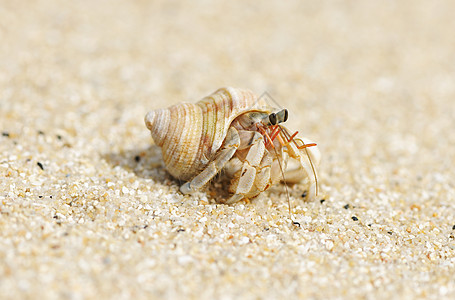 在海滩上 爱尔米特螃蟹天空海洋贝类旅行荒野热带动物野生动物甲壳边缘图片