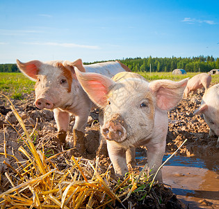 两只小猪家畜乡村场景哺乳动物粉色工业食物动物婴儿好奇心图片